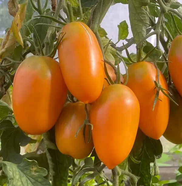 Tomaten: Midas Orange