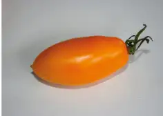 Tomaten: Midas Orange