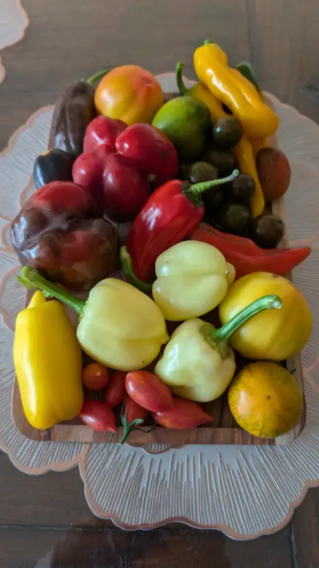 Chili / Paprika: Midnight Dreams