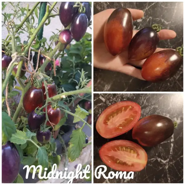 Tomaten: Midnight Roma