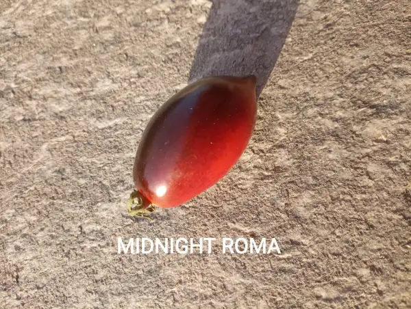 Tomaten: Midnight Roma
