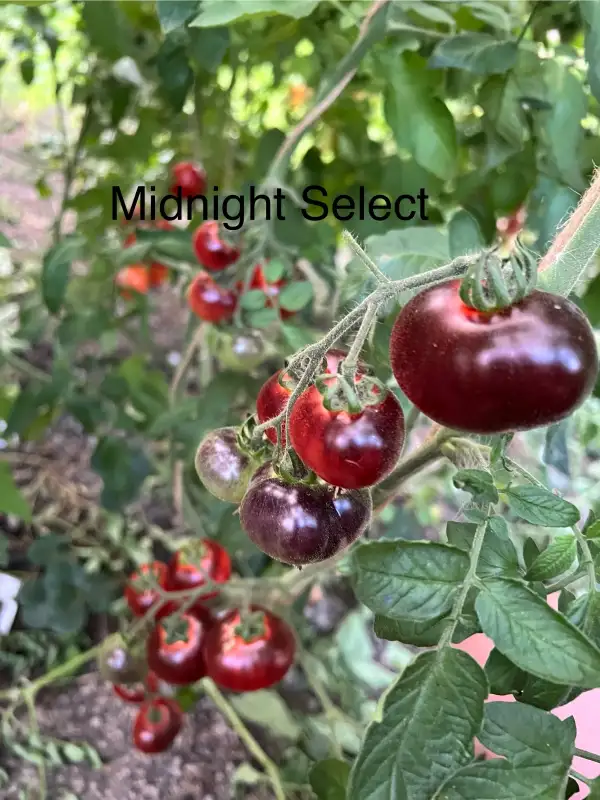 Tomaten: Midnight Select