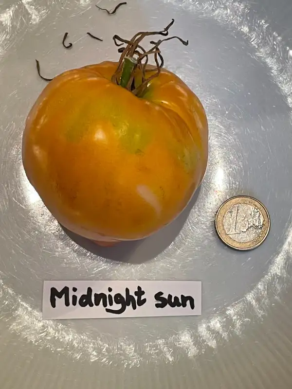 Tomaten: Midnight Sun