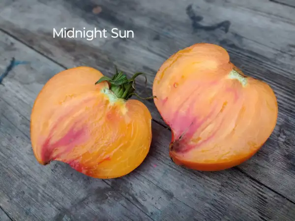 Tomaten: Midnight Sun