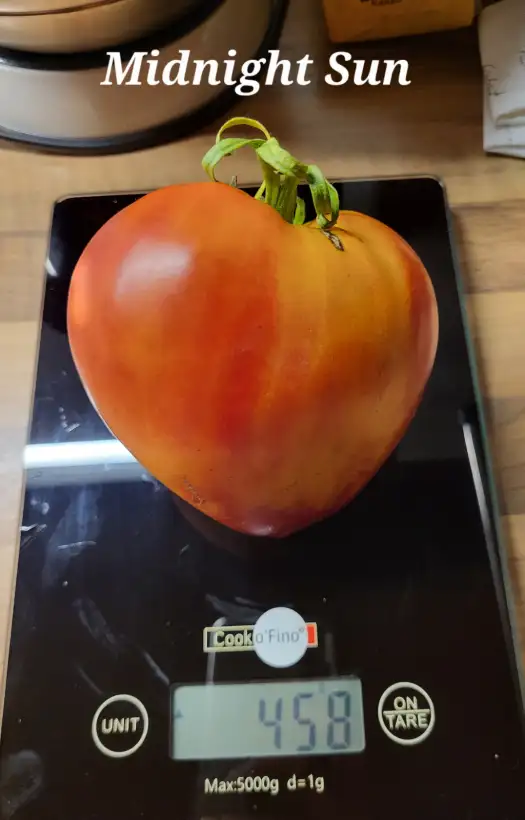 Tomaten: Midnight Sun