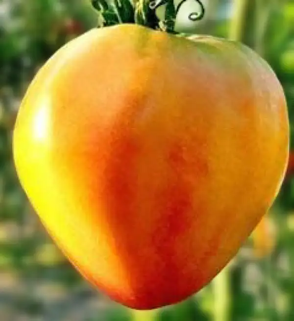 Tomaten: Midnight Sun