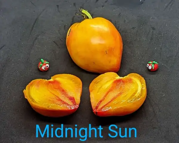 Tomaten: Midnight Sun