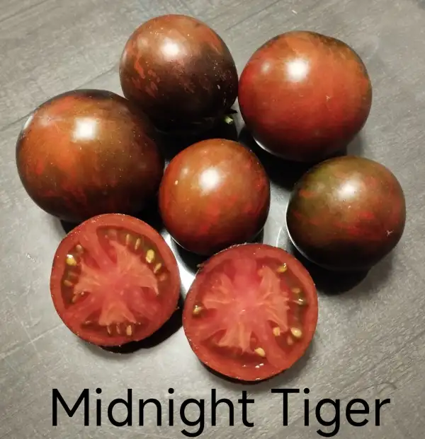 Tomaten: Midnight Tiger