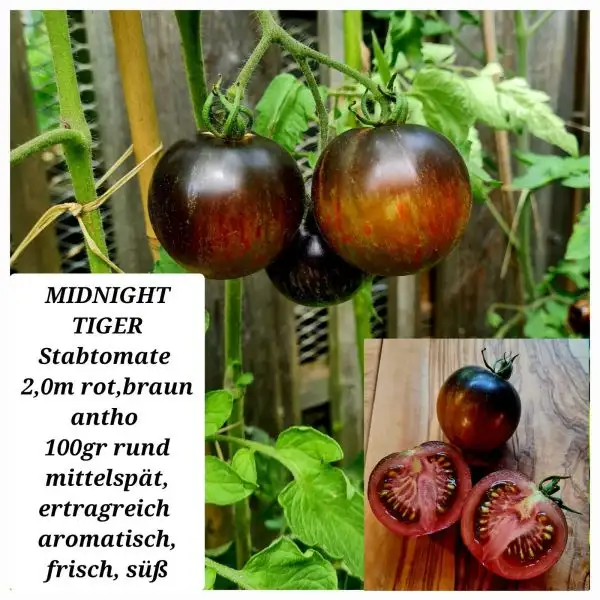 Tomaten: Midnight Tiger