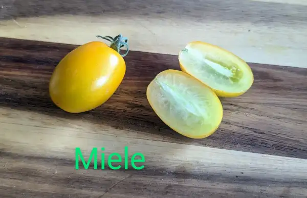 Tomaten: Miele