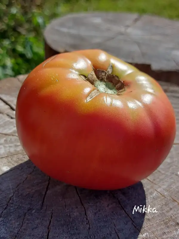 Tomaten: Mikka