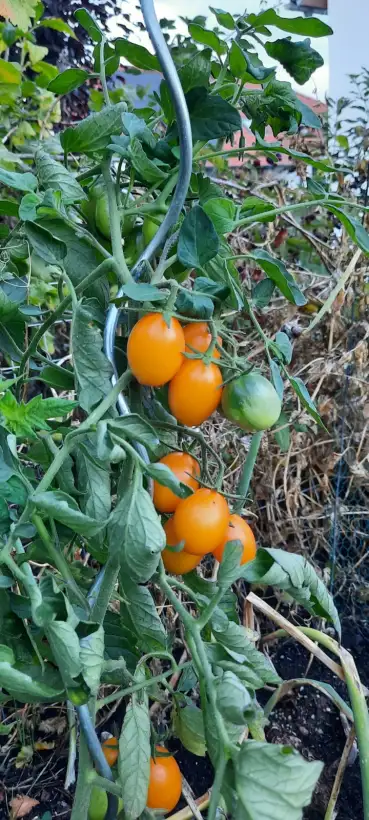 Tomaten: Mikki Maus