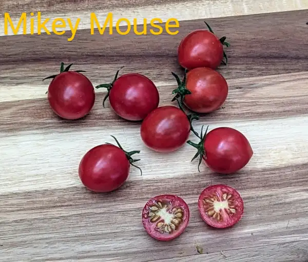 Tomaten: Mikki Maus