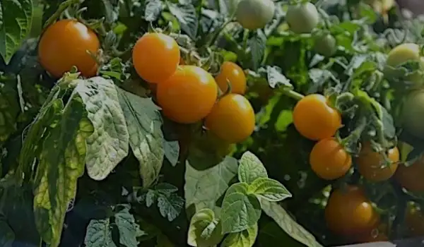 Tomaten: Mikro Tom Gelb