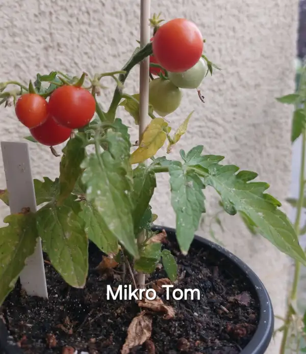 Tomaten: Mikro Tom Rot