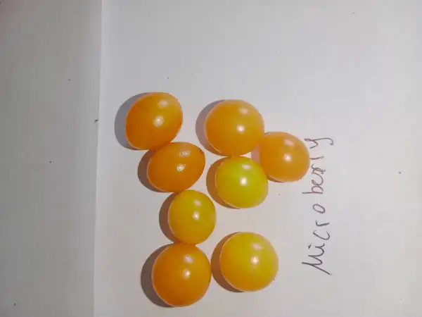 Tomaten: Mikroberry