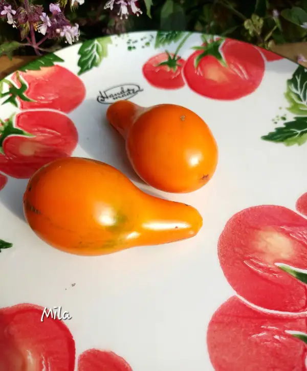 Tomaten: Mila