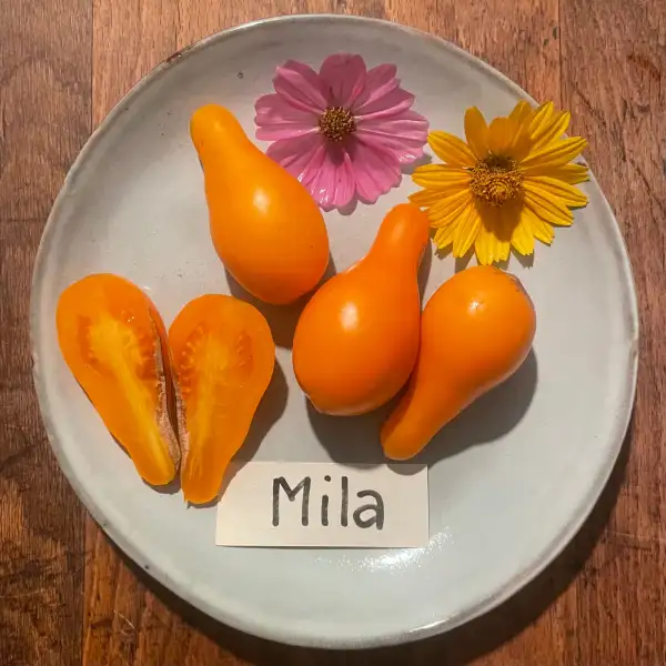 Tomaten: Mila