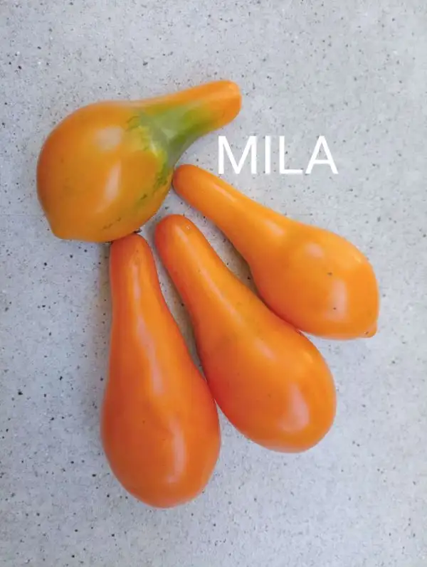 Tomaten: Mila