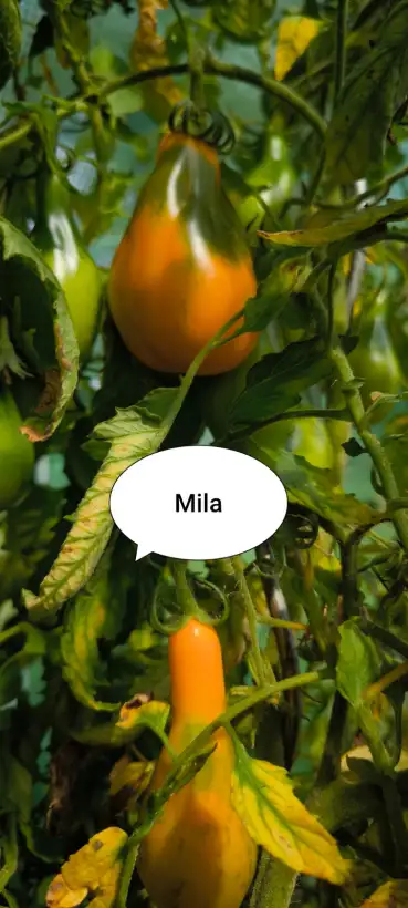 Tomaten: Mila