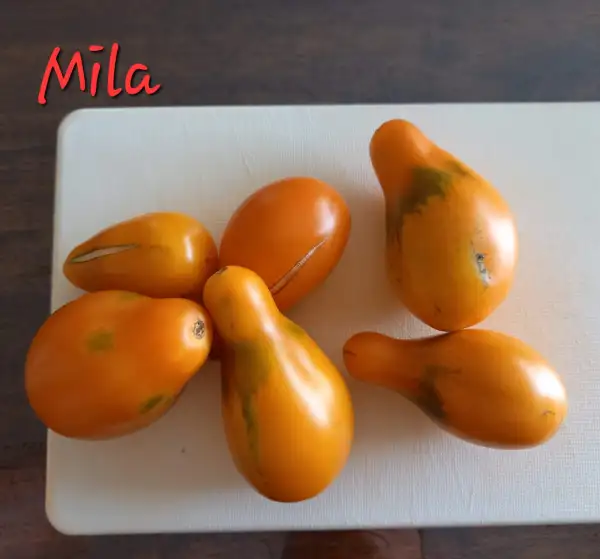 Tomaten: Mila