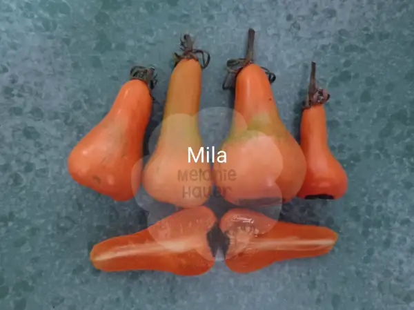 Tomaten: Mila