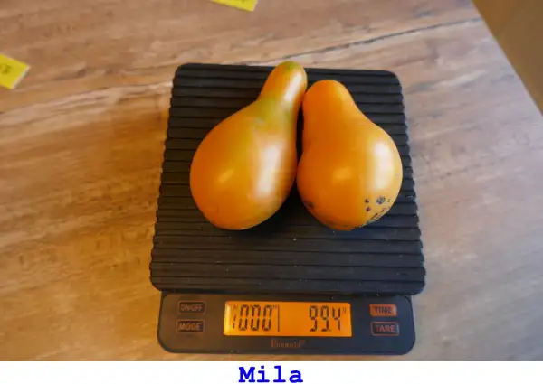 Tomaten: Mila