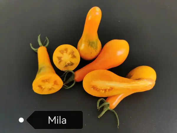 Tomaten: Mila