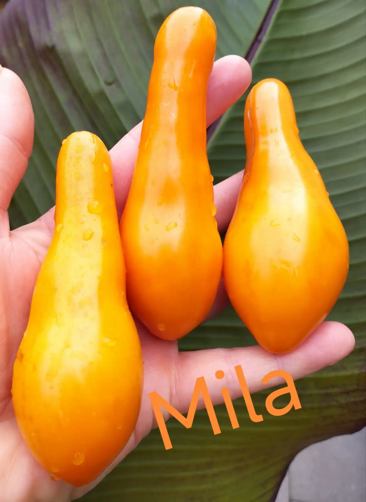 Tomaten: Mila