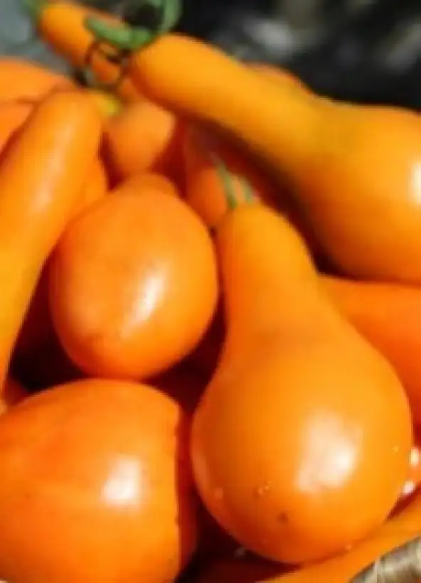 Tomaten: Mila