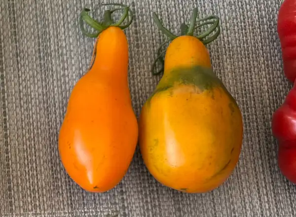 Tomaten: Mila