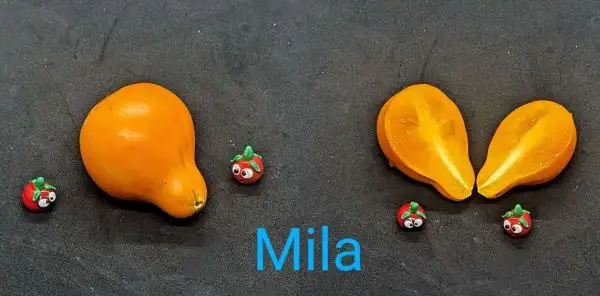 Tomaten: Mila