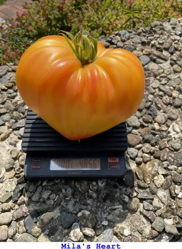 Tomaten: Mila’s Heart