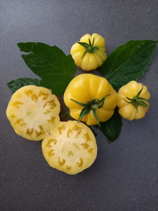 Tomaten: Milchperle