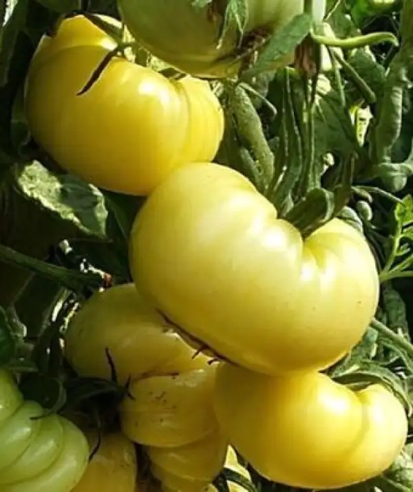 Tomaten: Milchperle
