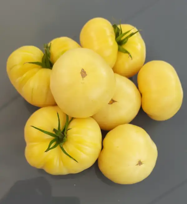Tomaten: Milchperle