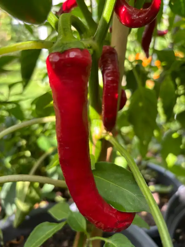 Chili / Paprika: Milder Spiral - Schärfe 0-2