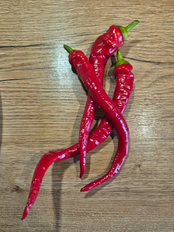 Chili / Paprika: Milder spiral
