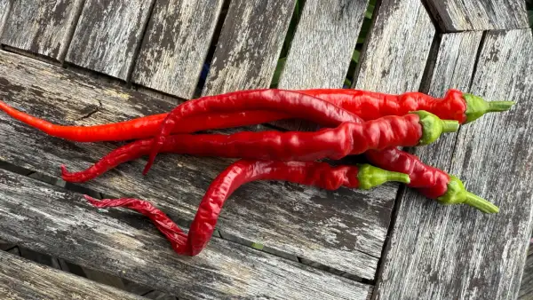 Chili: Milder spiral