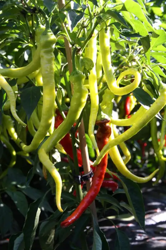 Paprika: Milder Spiral