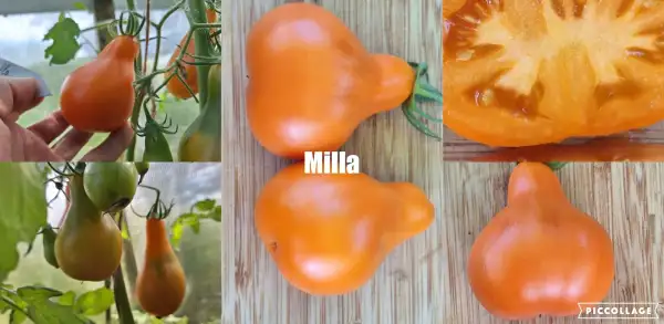 Tomaten: Milla