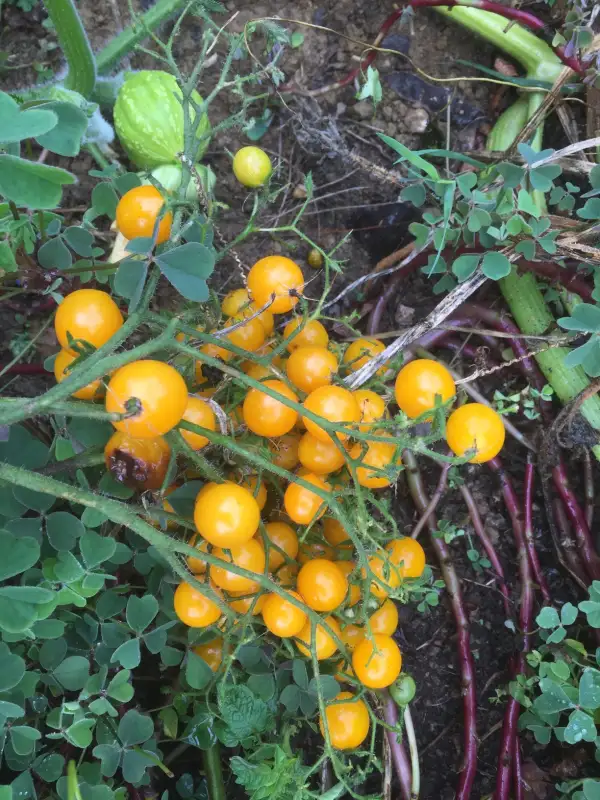 Tomaten: Mille Fleurs