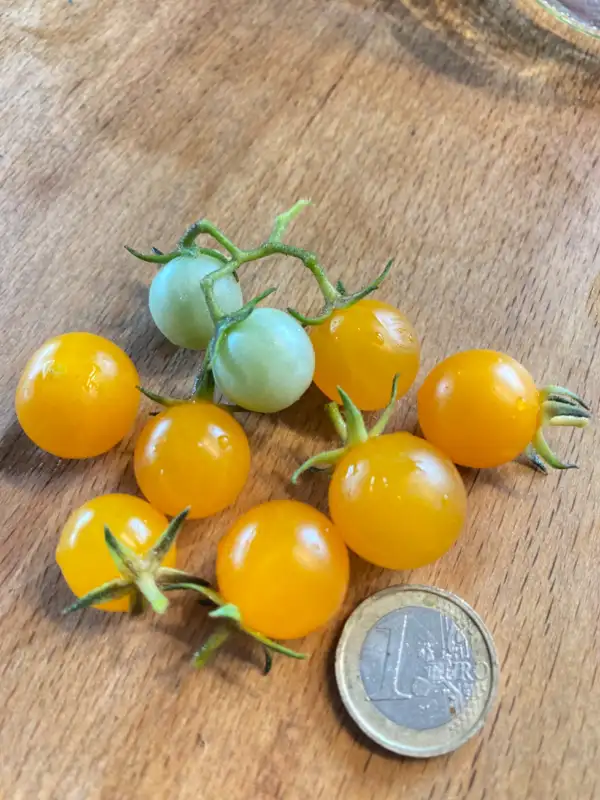 Tomaten: Mille Fleurs Multiflora