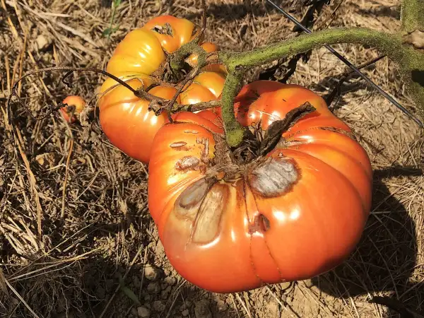 Tomaten: Millionaire