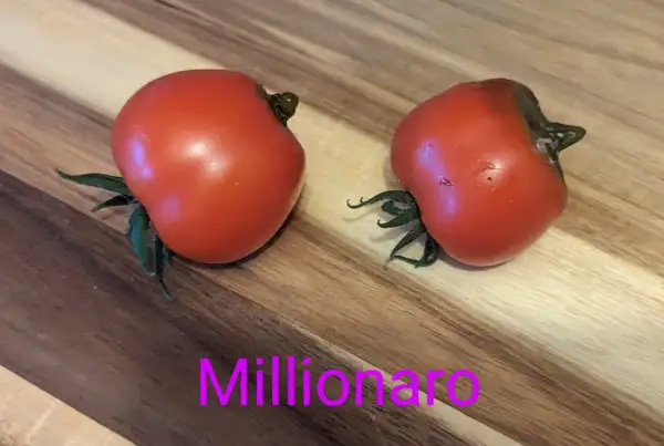 Tomaten: Millionaro