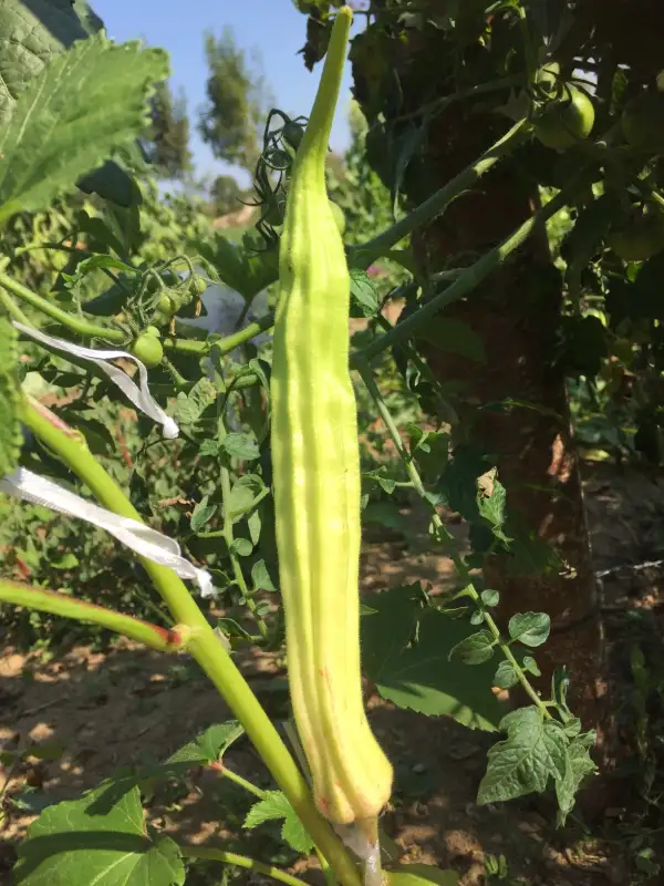 andere Gemüse: Milsap White okra