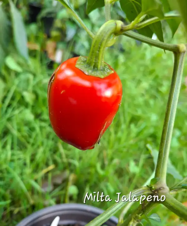 Chili / Paprika: Milta Jalapeno