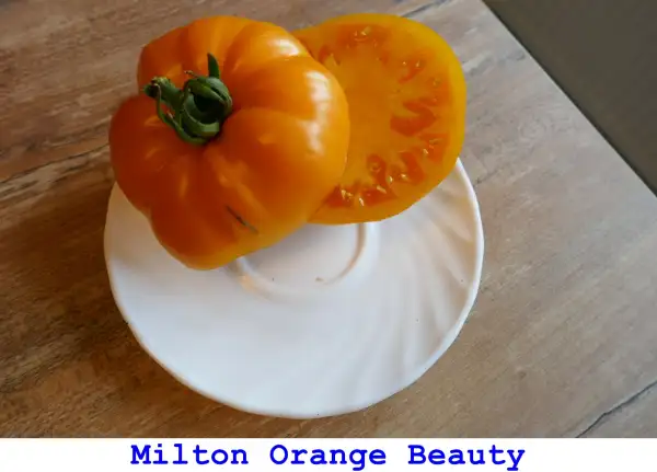 Tomaten: Milton Orange Beauty