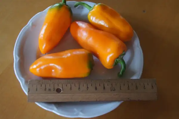 Chili / Paprika: Mini -Paprika orange