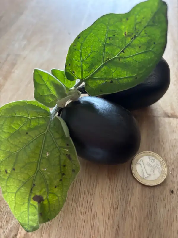 Auberginen: Mini Aubergine Pukkie